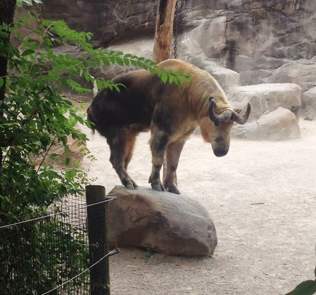 Road Trip Cincinnati Zoo The Food Hussy!