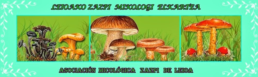  LEIOAKO ZAZPI MIKOLOGI ELKARTEA