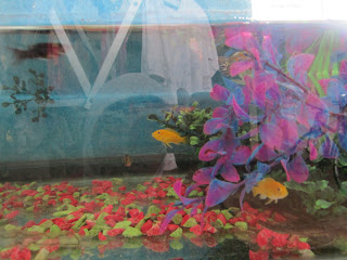 My Little Aquarium Adlien Travel Journal