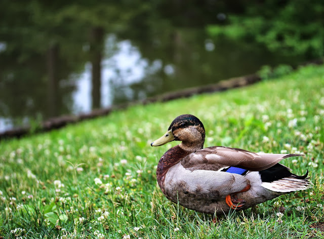 Common Mallard ~ Photo by ChatterBlossom