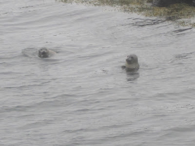 Seal watching in Iceland, Iceland