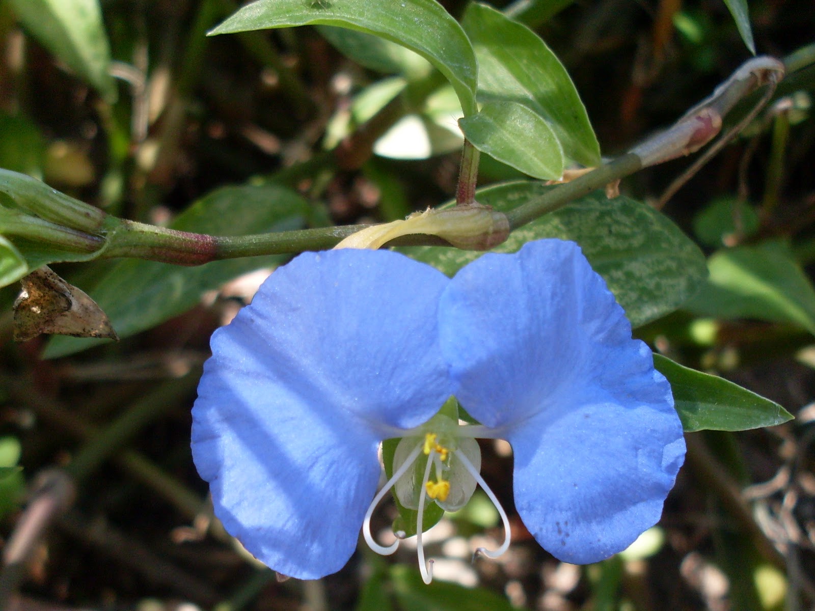 BIOFLAGRANTES* FLORES DA MATA ATLÂNTICA
