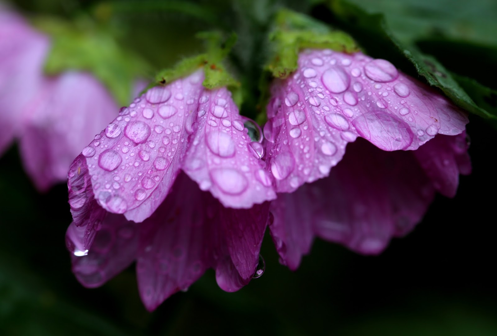 Raindrops On Flowers Raindrops On Flowers