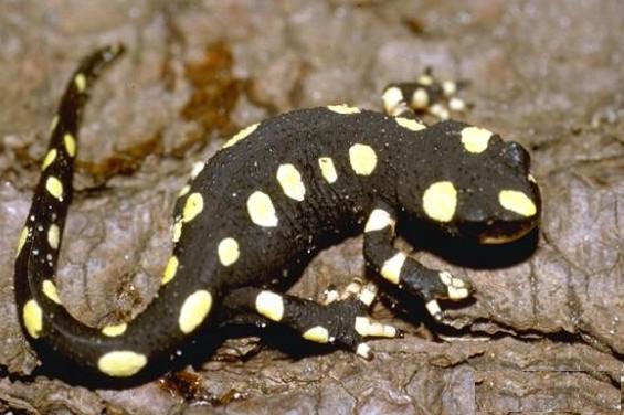 Las Locuras del Tritón