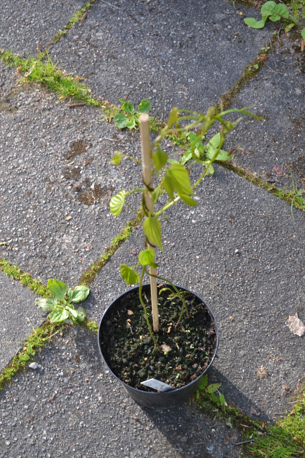 Blomsterbo: trädgårdsbesök