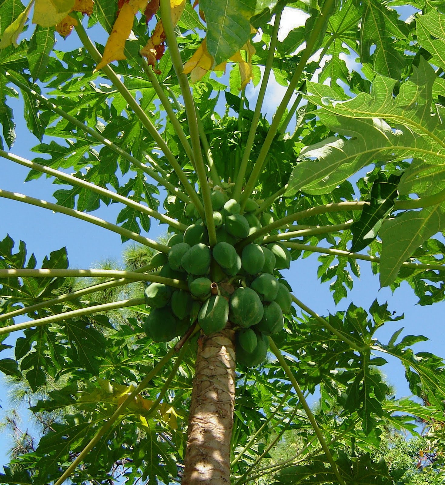 papaya tree old growing year malabar garden