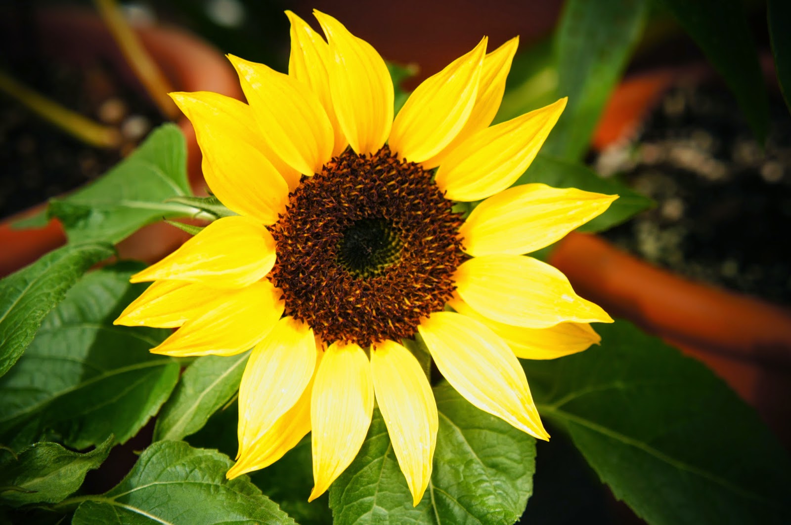 100 public domain pictures of beautiful flowers 1 million free pictures