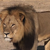 What Cecil The Lion Reveals About Our Culture 