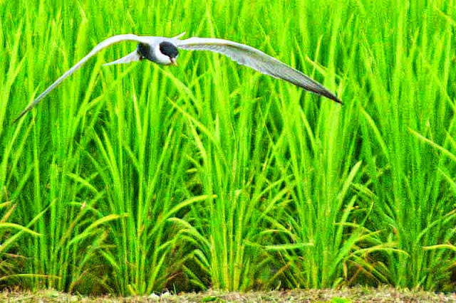 bird, flight, rice field,Whiskered Tern