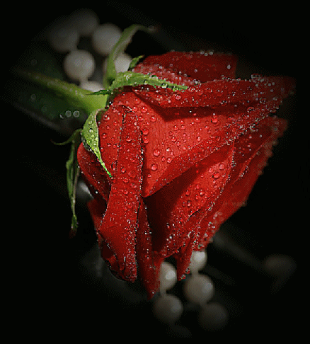 Rosas con brillo flores para relagar hermosas animadas  - Rosas Rojas Imagenes Animadas