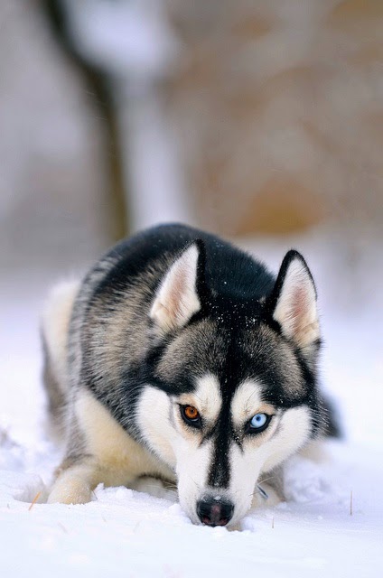 See more Siberian Husky http://cutepuppyanddog.blogspot.com/