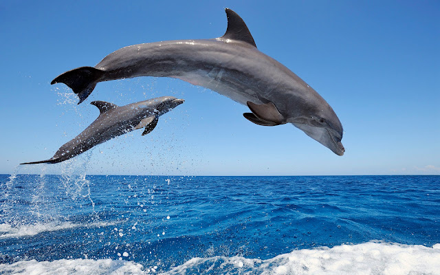 Wallpaper Common Bottlenose Dolphins