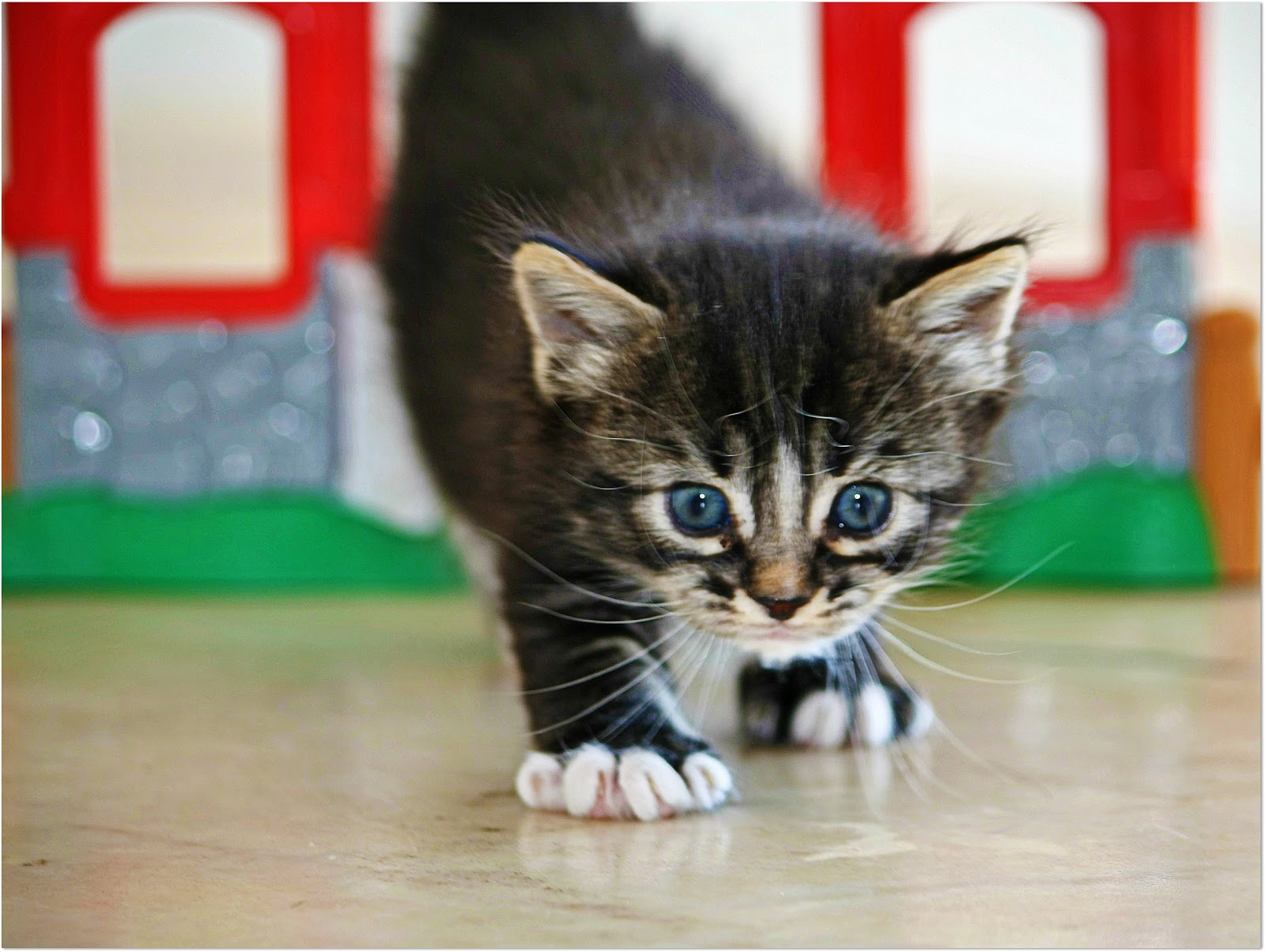 little_kitty____by_violas_visions_from_flickr_cc-nc-sa.jpg