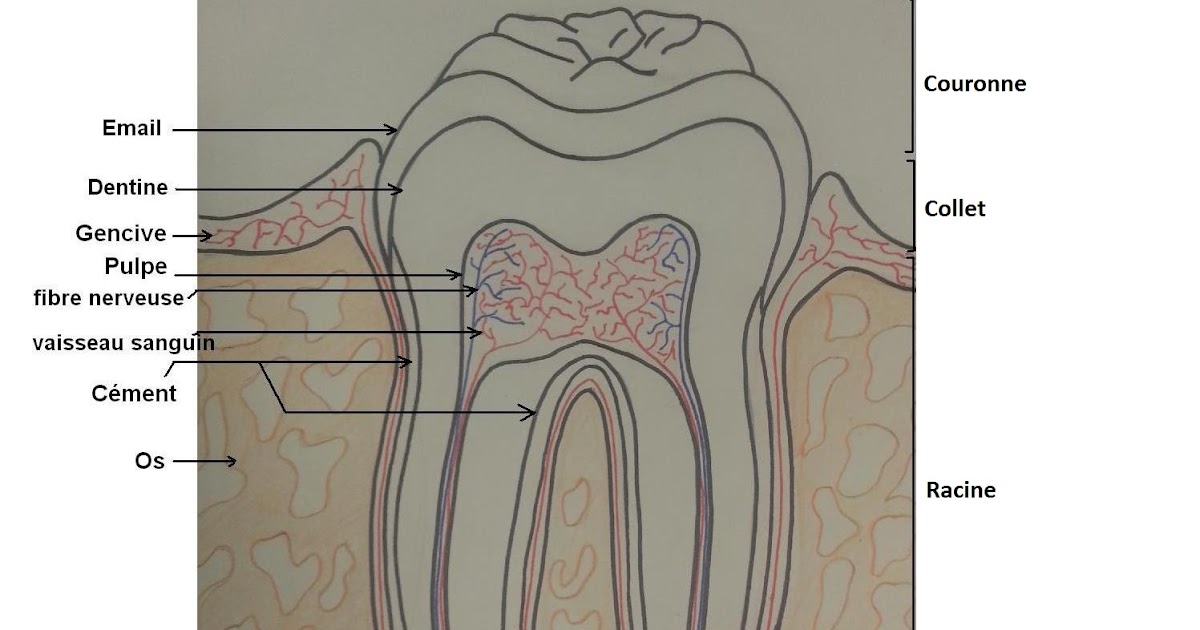 Du dentifrice sur nos dents Qu