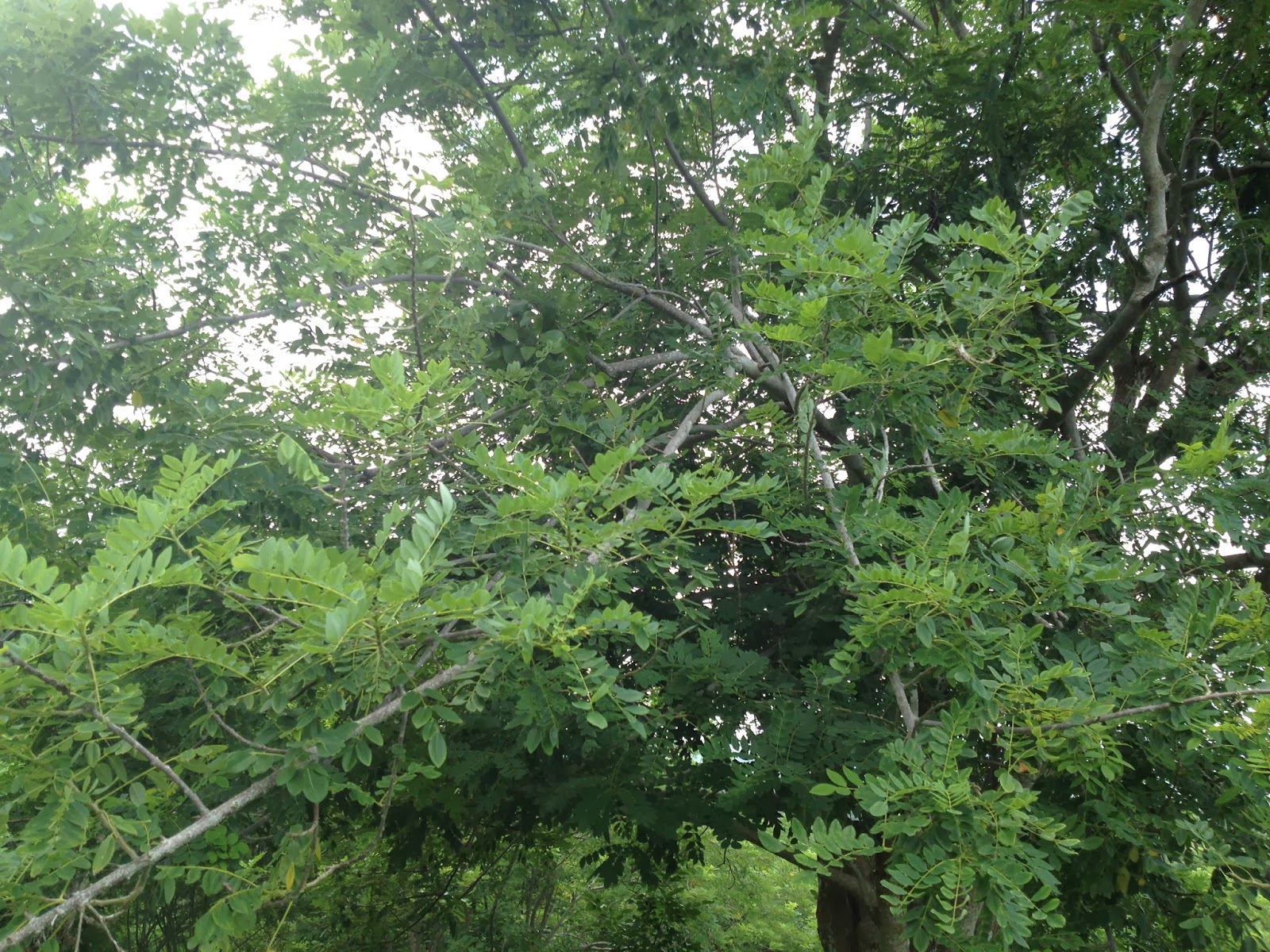 La Arquitectura; un mundo lleno de maravillas. : Proyecto Final. CASA