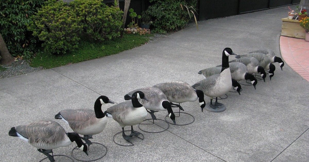 Snuffithome Goose decoy maintenance