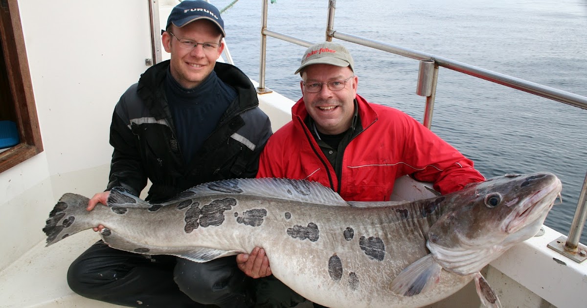 Big Fishes Of The World Ling Molva Molva List of world quests and how to accept. big fishes of the world blogger