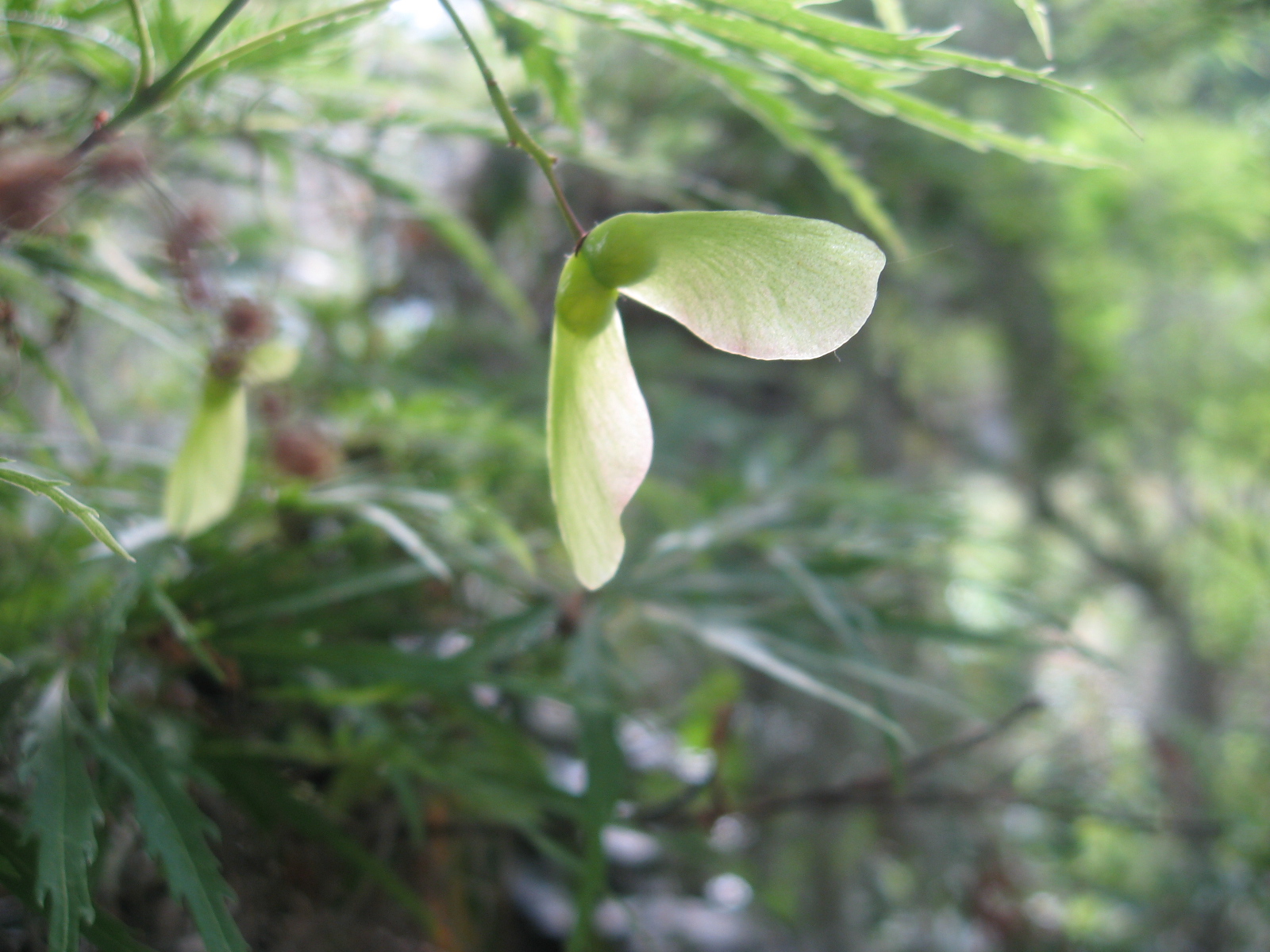Bonsai Beginnings Time to collect Japanese Maple Seed