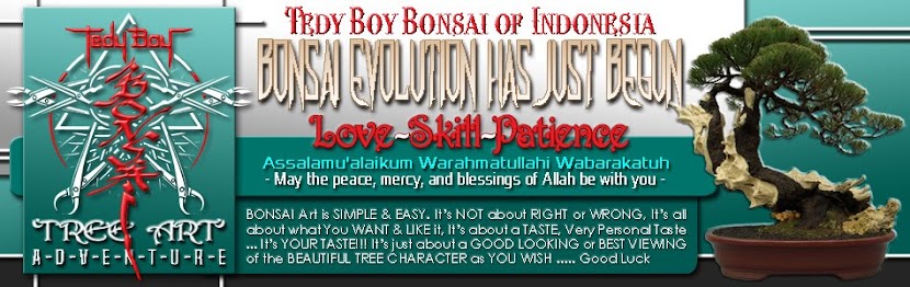 Pameran Bonsai 2017 indonesian bonsai exhibition kontes pamnas bali