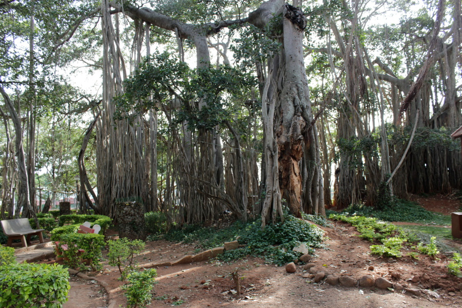 Only Archanadevi Travels A tourist guide Dodda Aalada Mara