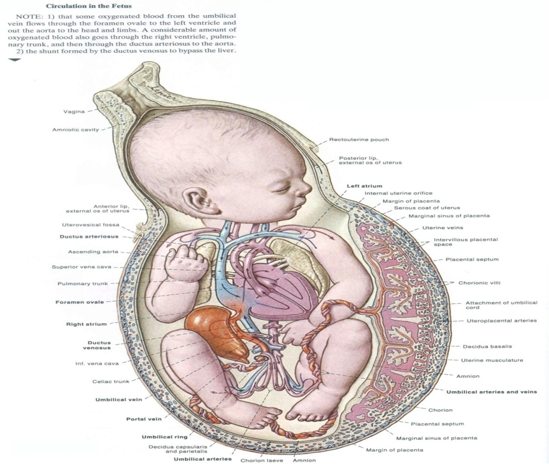 MBBS Medicine (Humanity First): Fetal Physiology