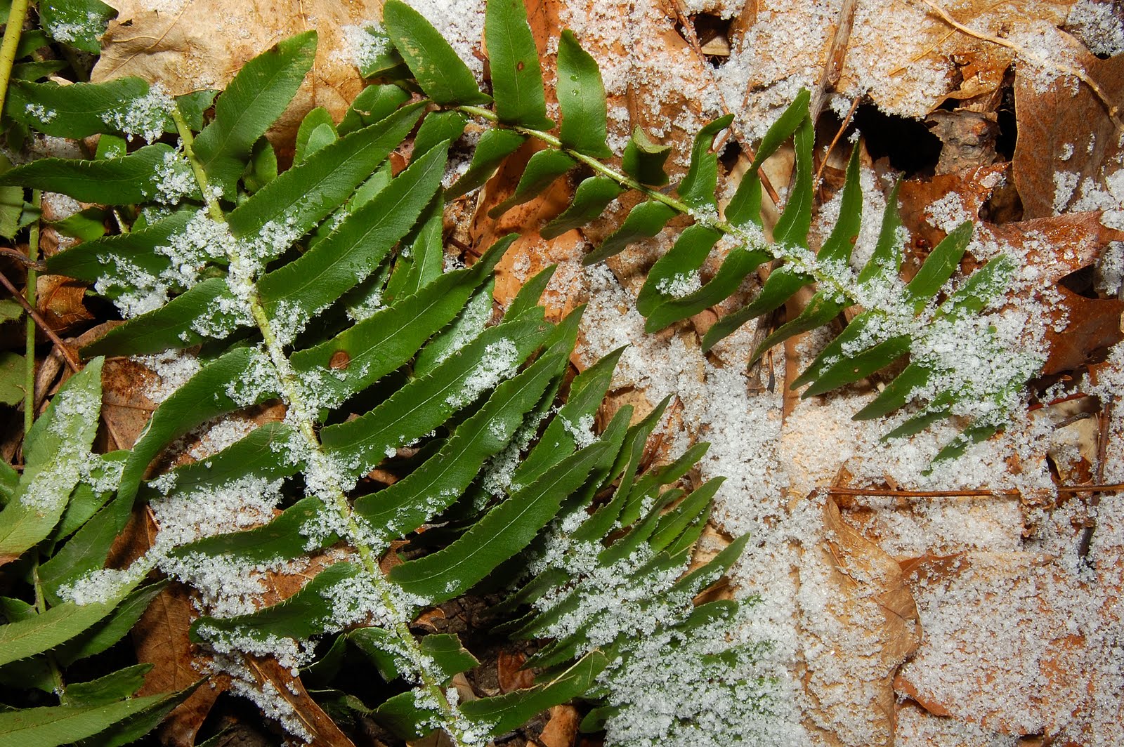 Get Your Botany On! Green in Winter Christmas Fern