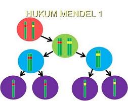 Hukum Mendel