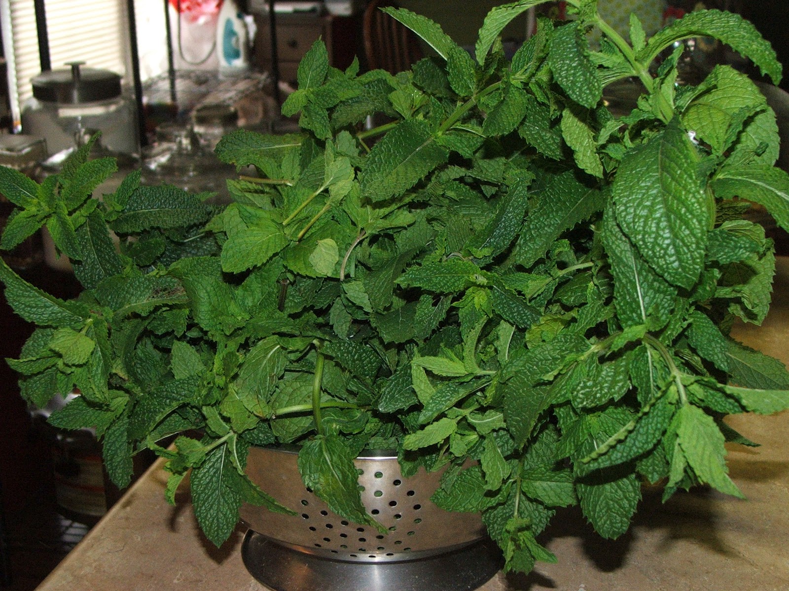 Canning Granny Canning English Mint Sauce Straight from the Garden
