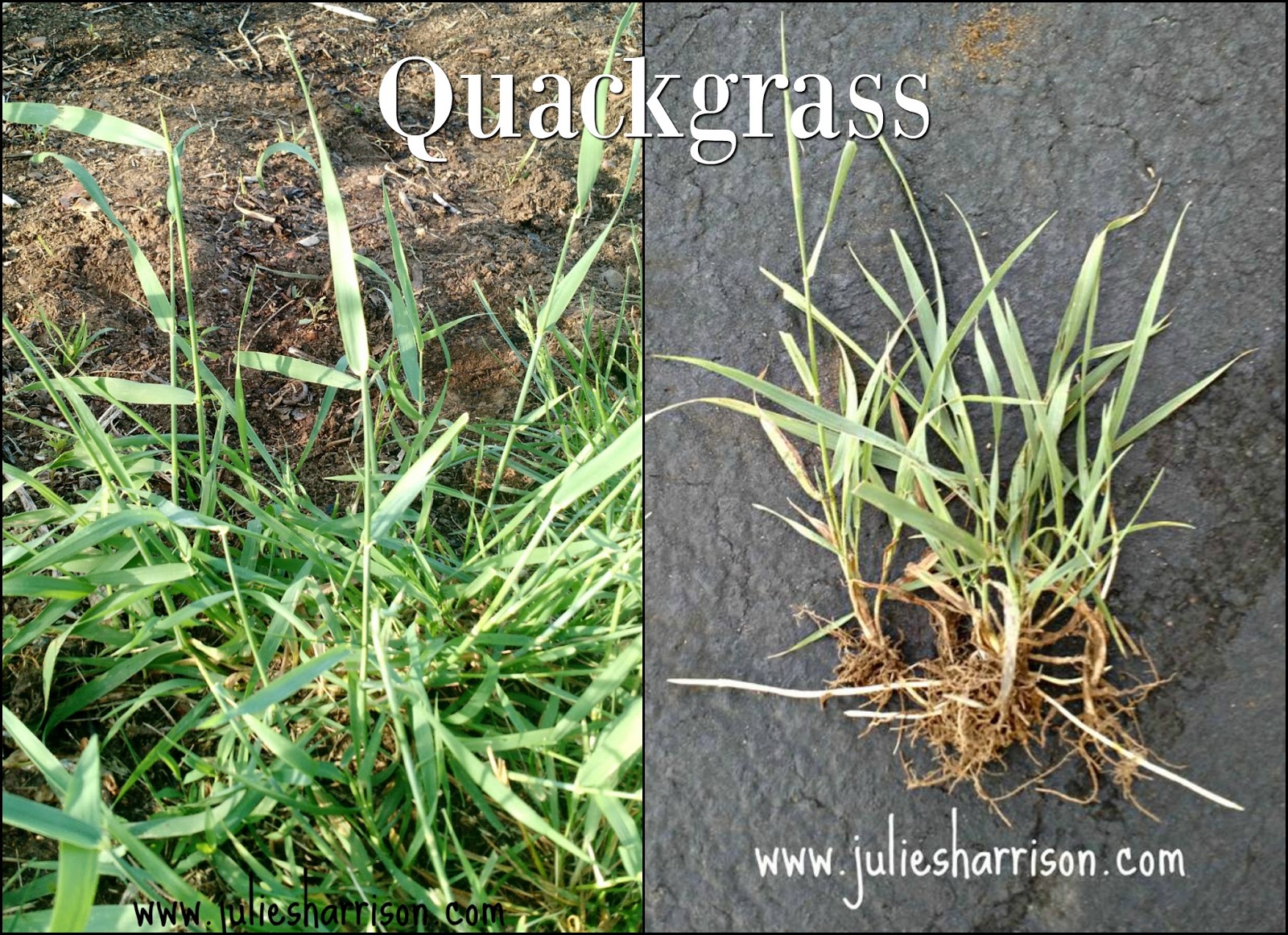 Pro Tips from The Garden Fairy Weed Warfare The Chicken Chick®