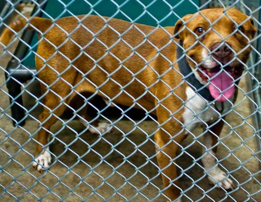Belinfante-Indian-motorcycles: Roswell New Mexico Animal Control Murder
