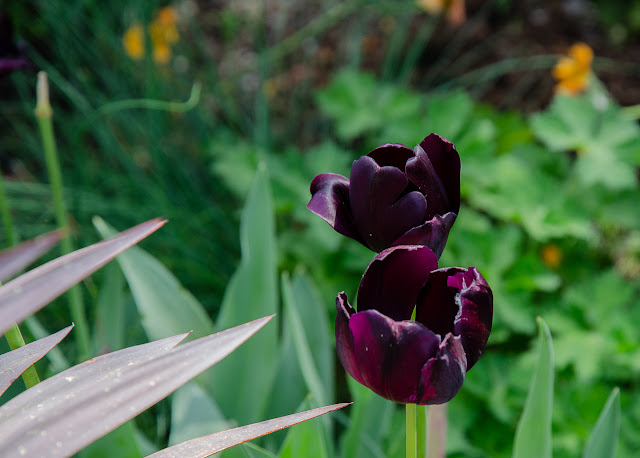 Mysecretgarden Weigela Wine And Roses In My Garden