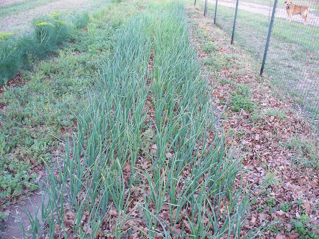 Onion Patch