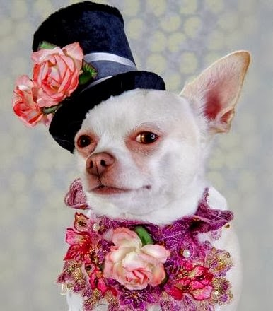 Image result for dogs wearing fashion