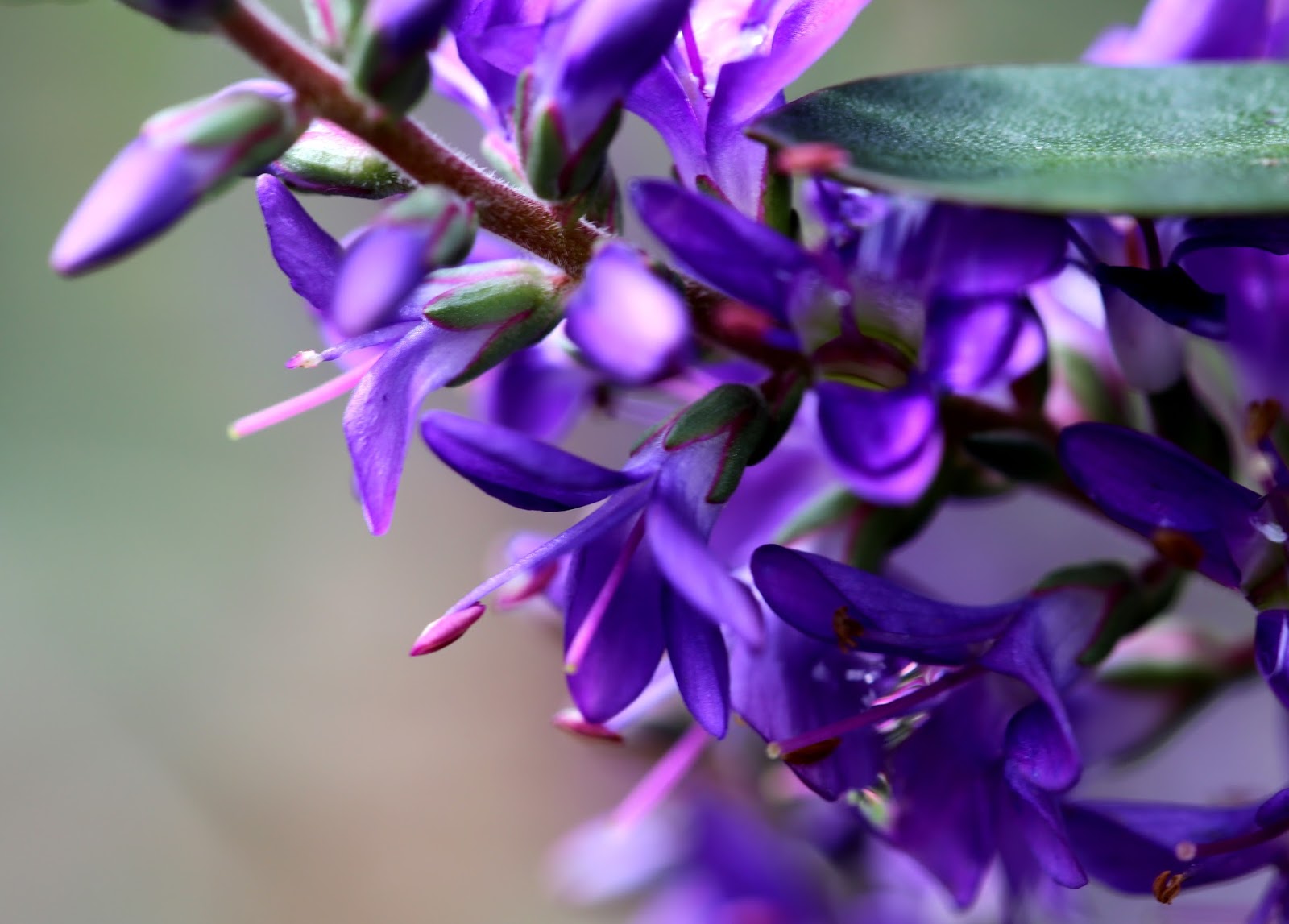 Gardener S Word Hebe Purple Pixie Syn Hebe Mohawk