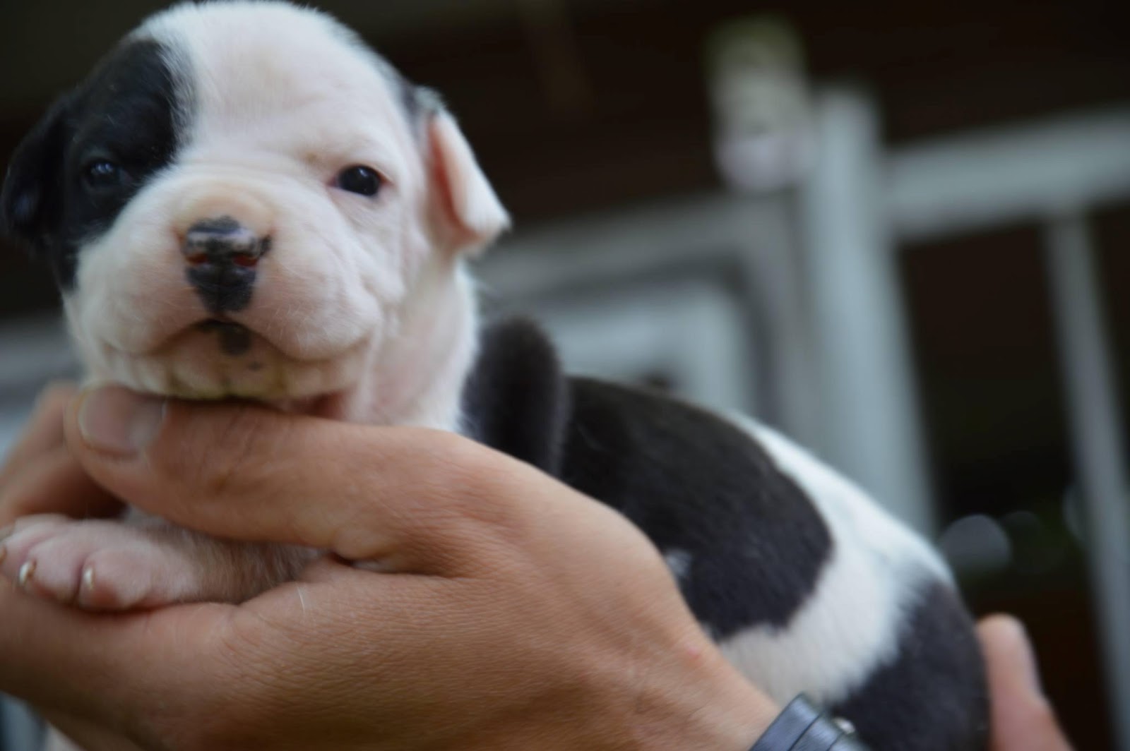 dogo argentino köpek yavruları nasıl eğitilmeli Yasak ırk köpekler ve