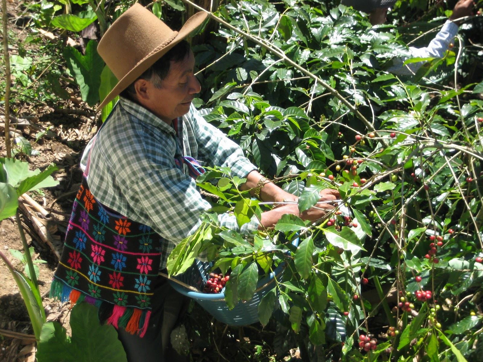 Life In Guatemala Guatemalan Coffee Ranks Right Up Among the Great