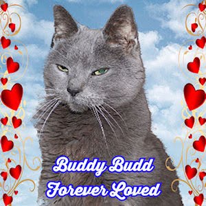 Buddy Budd Forever