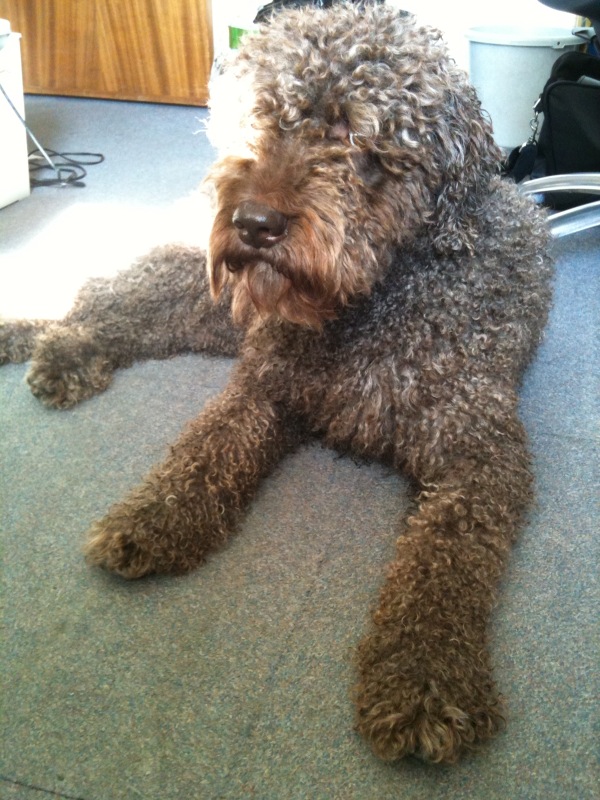 Professional Dog Grooming Shampoo MD10 Collection Champu para Perros