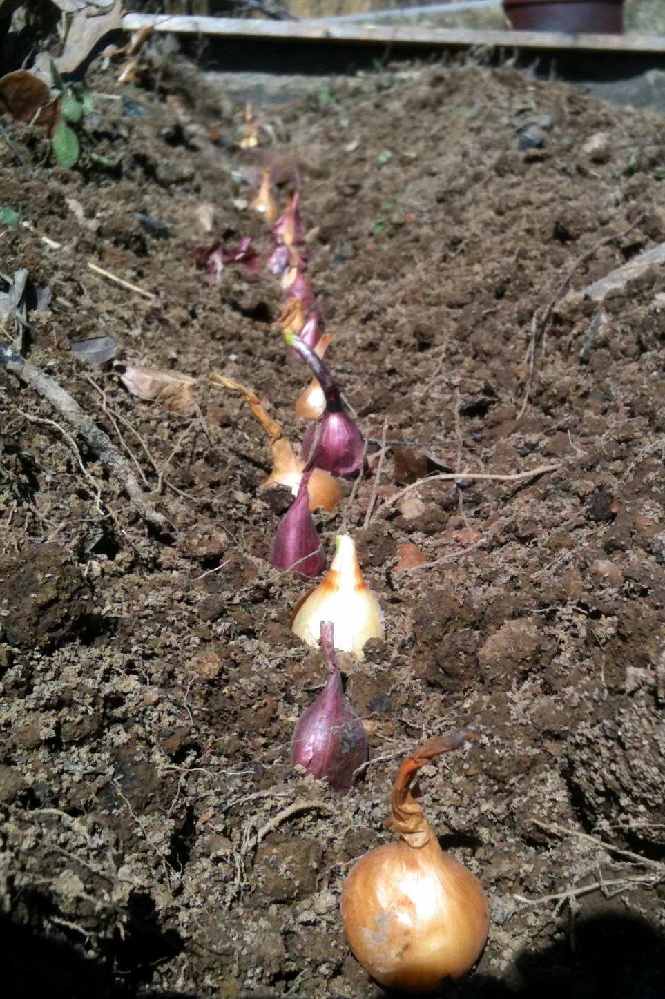 Backyard Fresh Foods It's Onion Planting Time