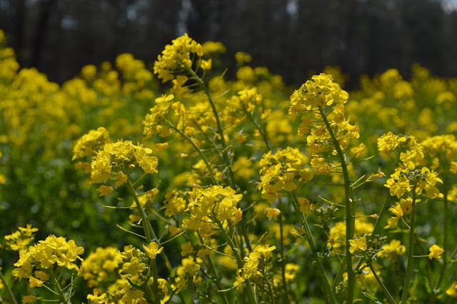 Wildflowers - Tallulah Gorge - The City Dweller
