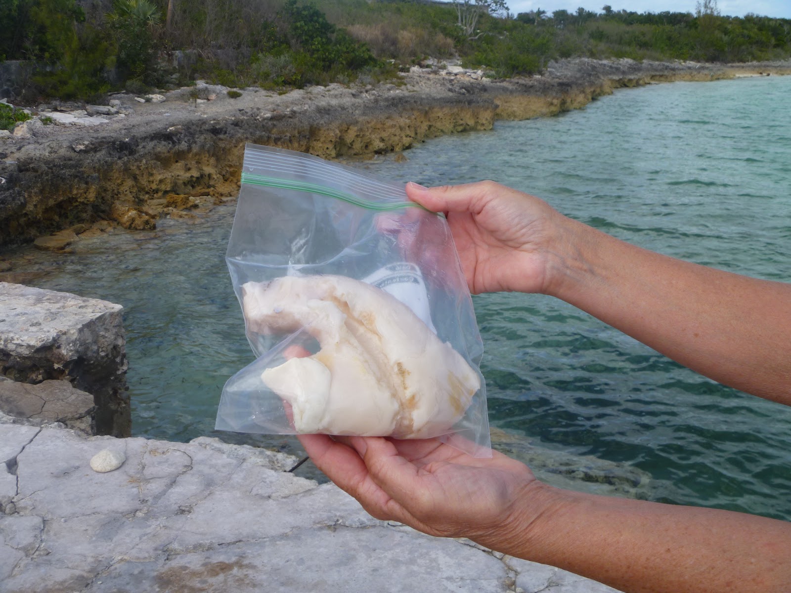 S/V TIDES INN Sailing Adventures Conch Cleaning
