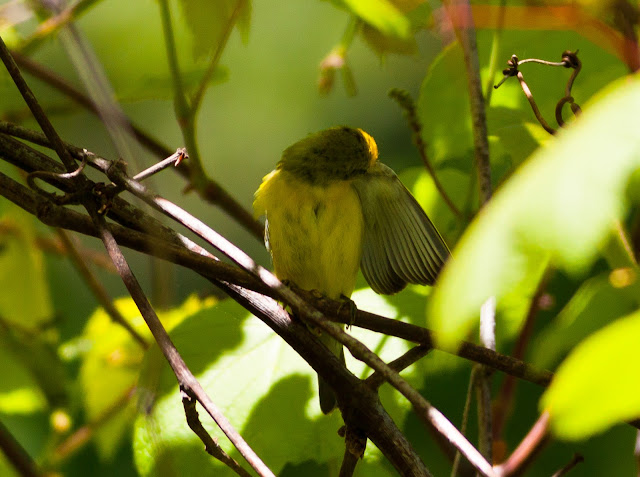 Blue-winged Warbler - Doodletown, New York