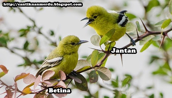 Budidaya Burung Mengenal burung Cipoh / Cito / Sirtu