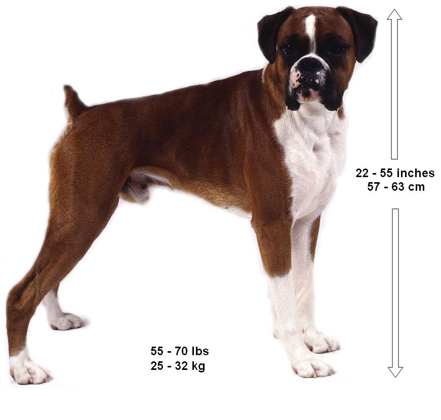 Beagle Boxer English Boxer Dog