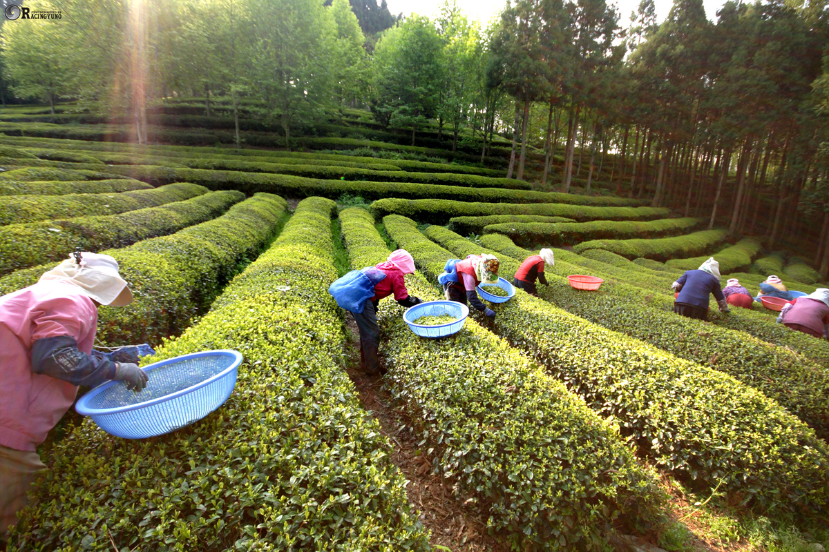 Enjoy Market [Enjy KOREA] Boseong Green Tea Festival