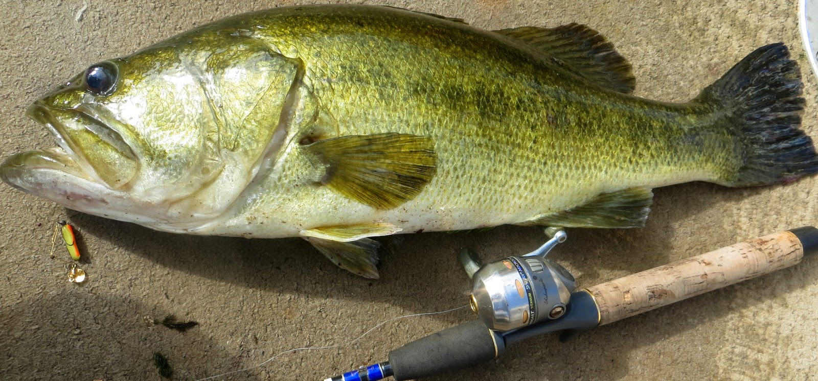 The older you will get... Big Bass...