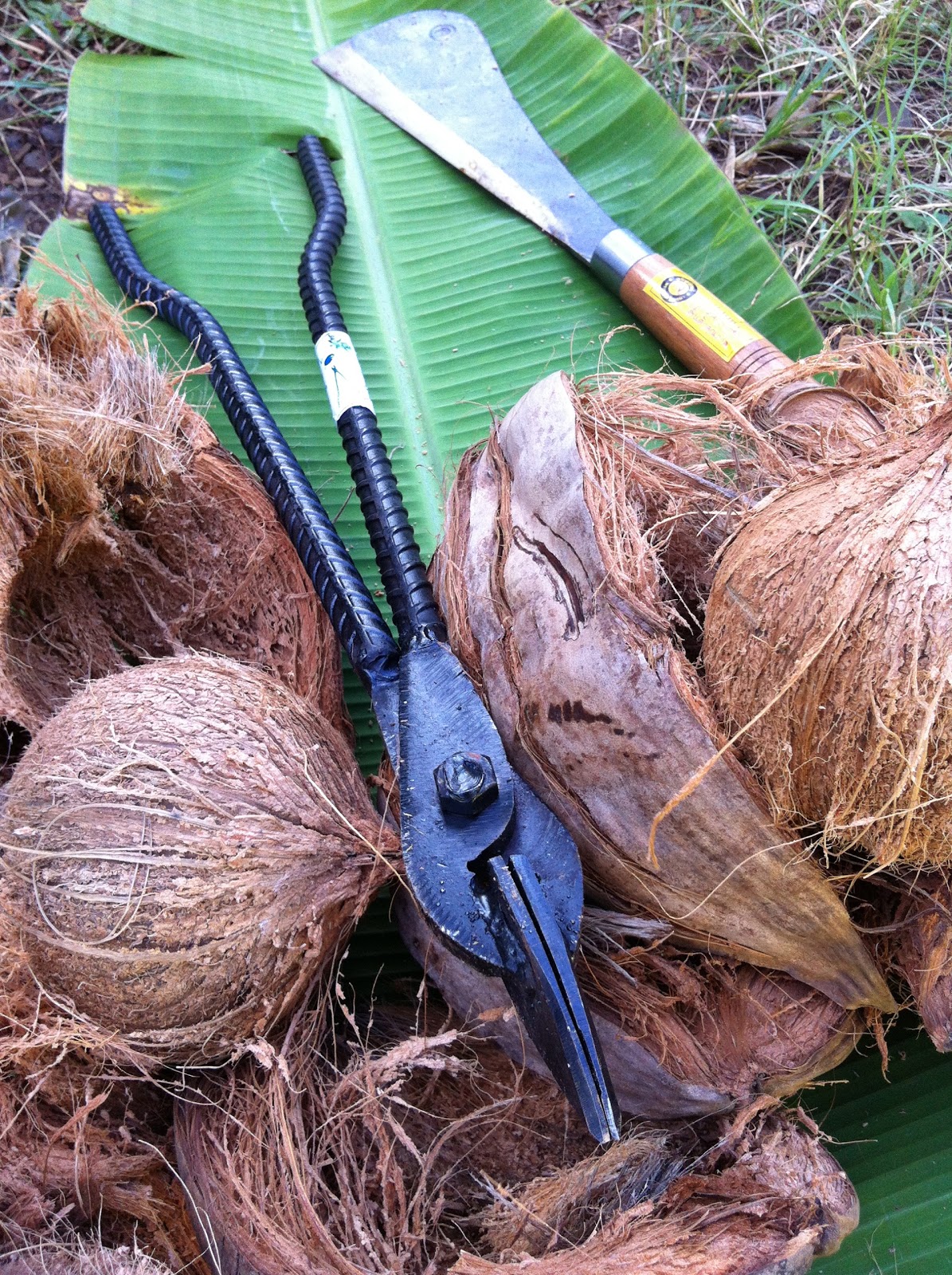 Blogging Banana Joe's Fruit Stand Kauai Coconut Dehusker fron Aranyik