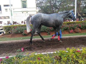 "Sir Cecil" returning back to the  paddock "LAME" without saddle and jockey David.Allan.