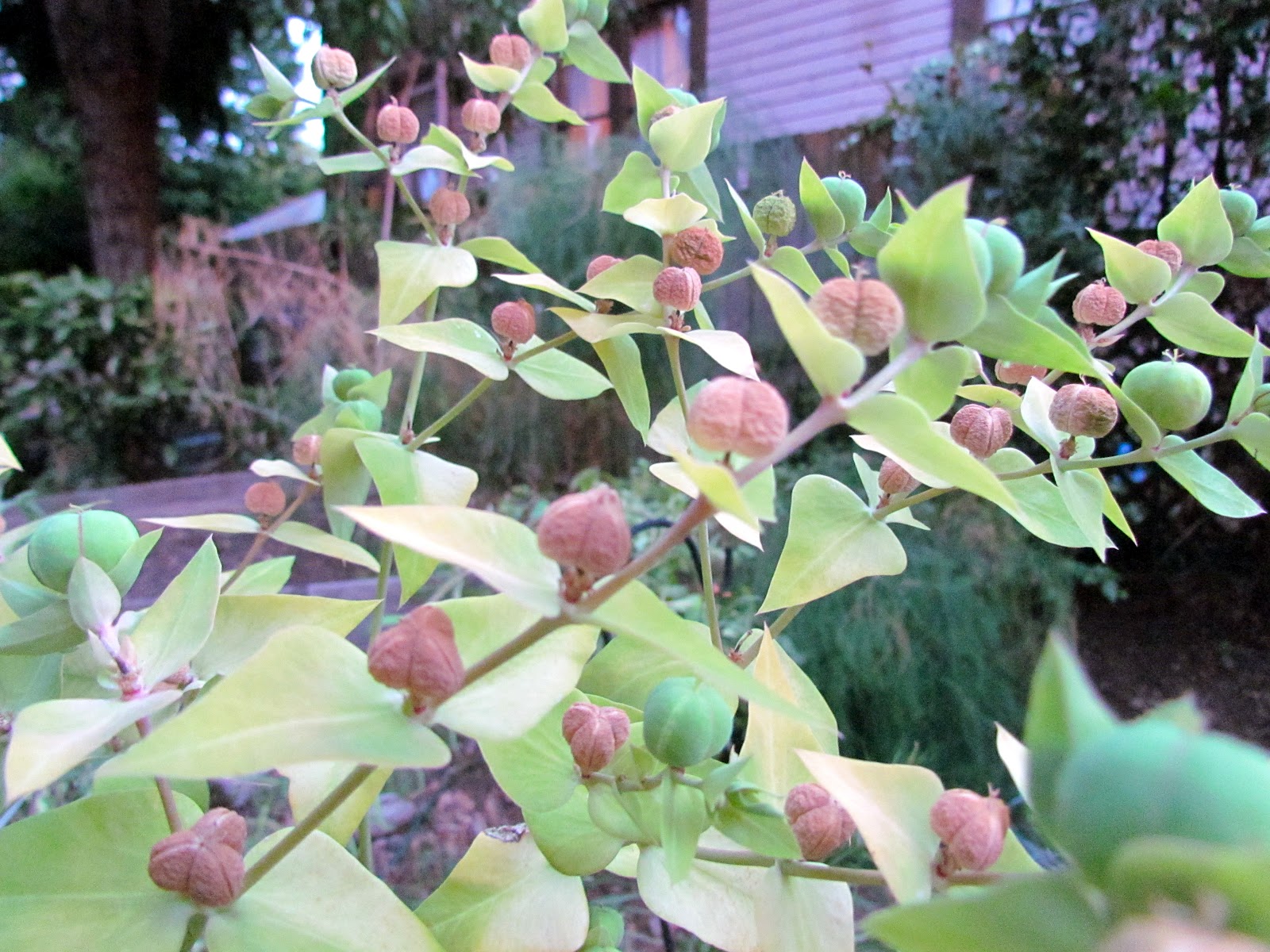 Porcelain Berry Vine