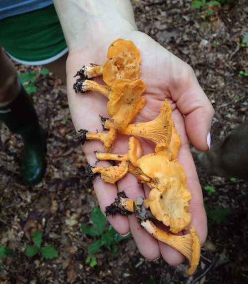 Foraging for Edible Mushrooms in Richmond Virginia 17 Apart